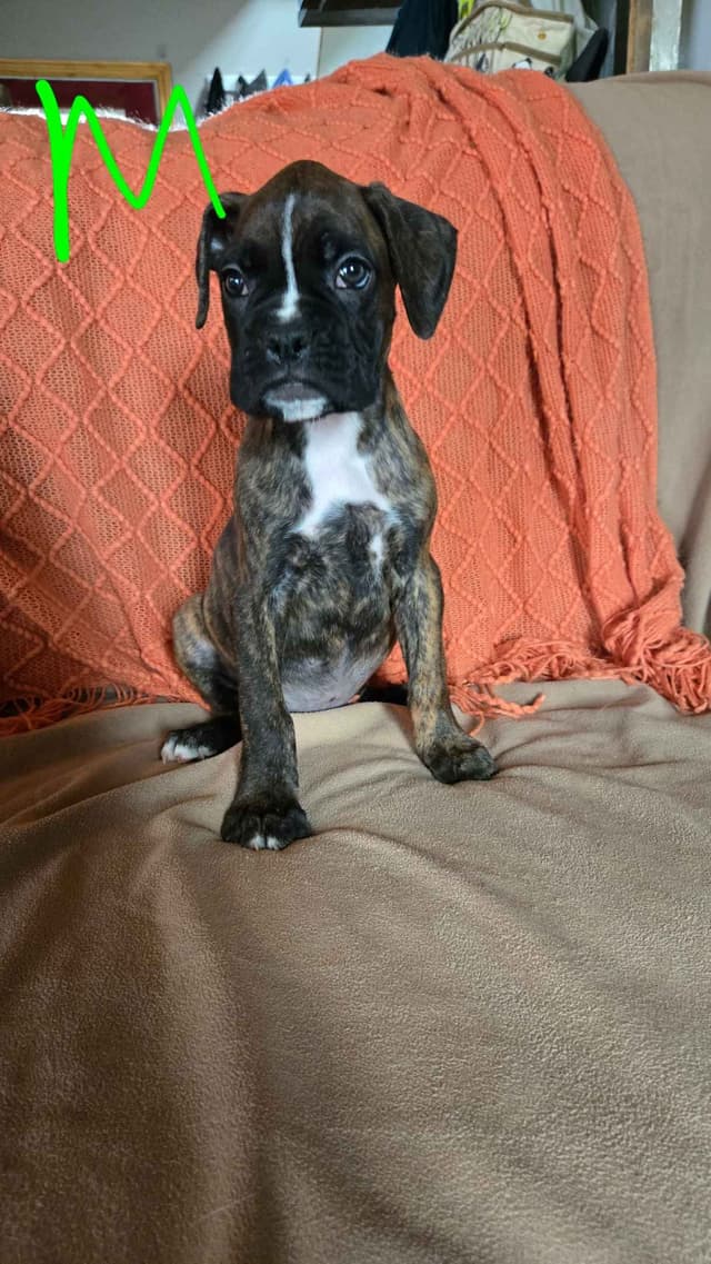 Boxer Puppies media 21