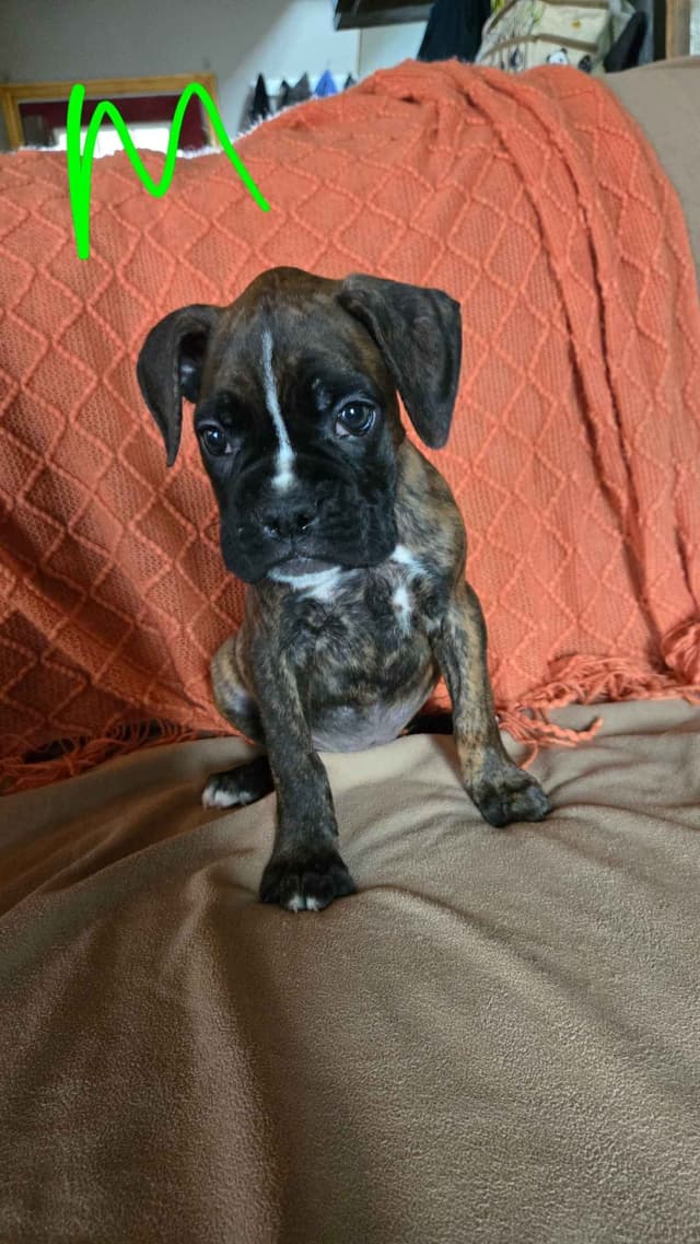 Boxer Puppies media 22