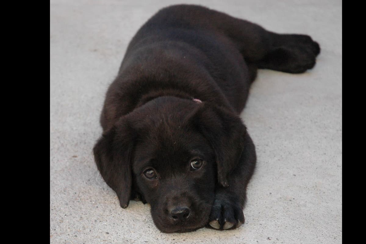 Chocolate English Pups from Multi-Titled Parents breeder image 5