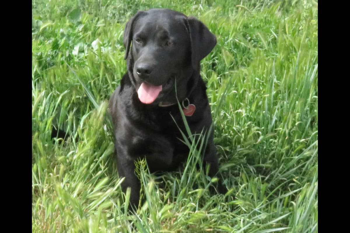 Chocolate English Pups from Multi-Titled Parents breeder image 6
