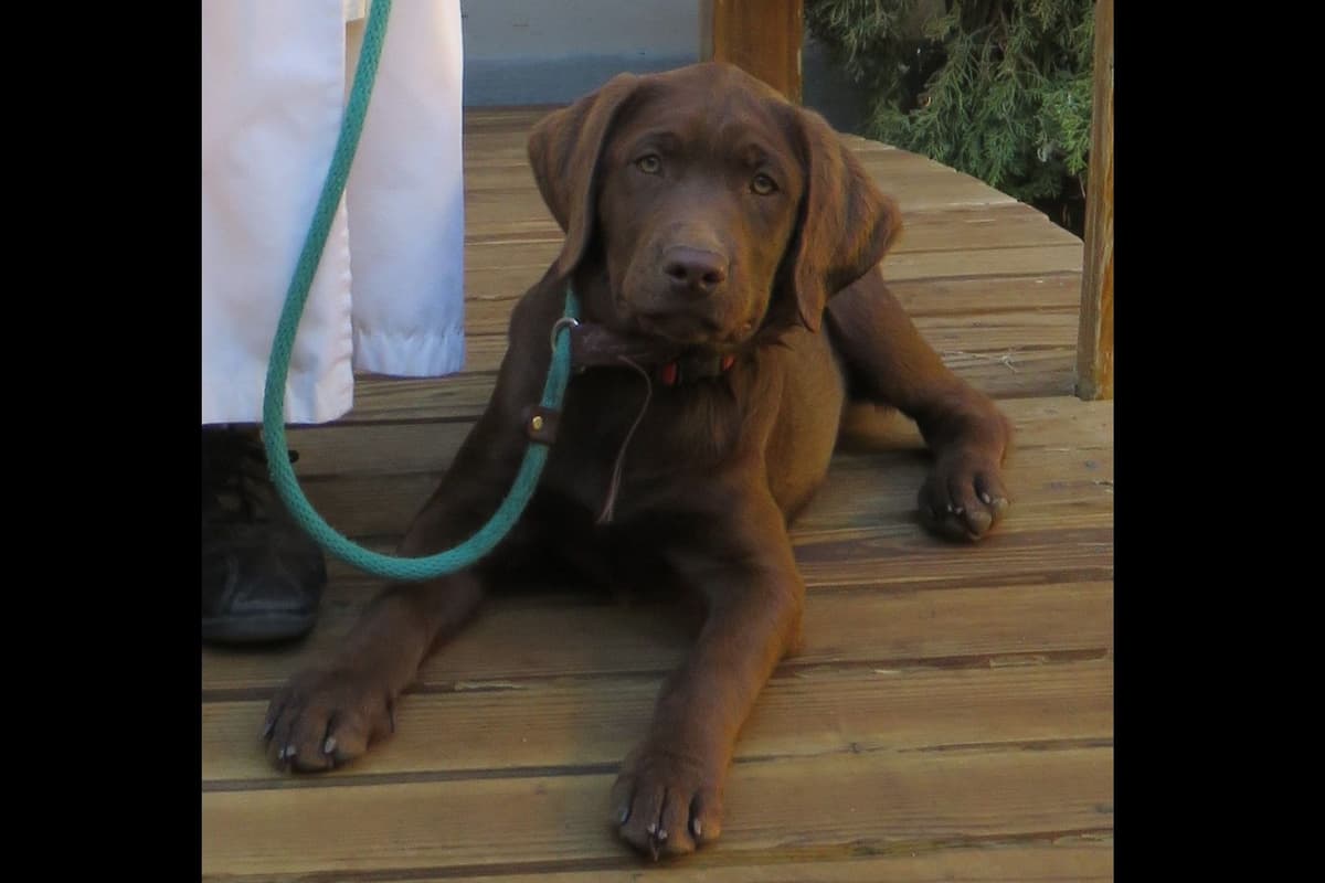 Chocolate English Pups from Multi-Titled Parents breeder image 8