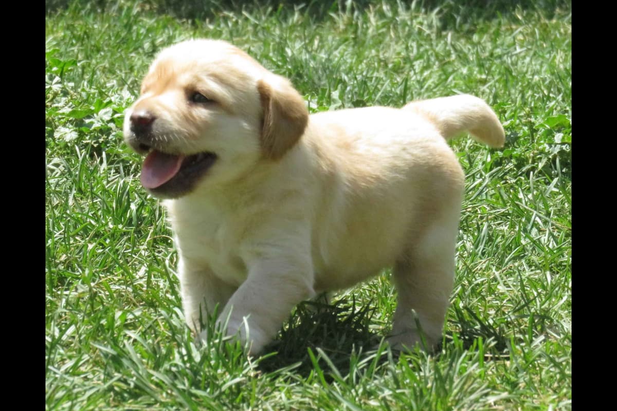 Chocolate English Pups from Multi-Titled Parents breeder image 11