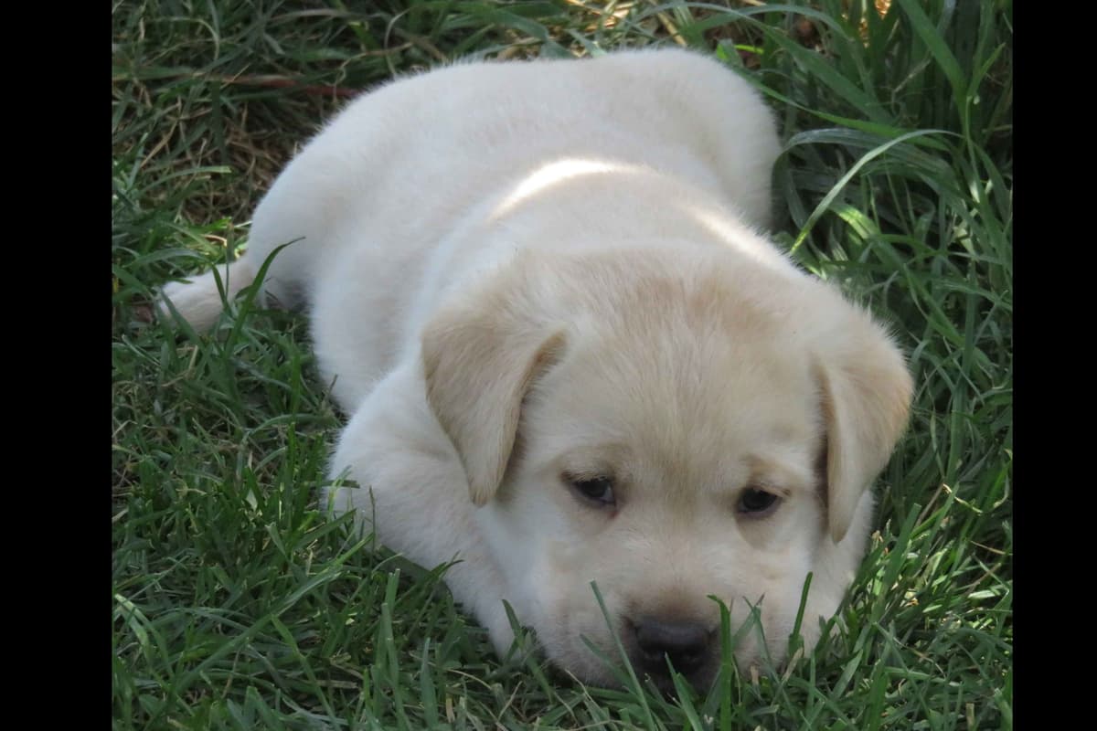 Chocolate English Pups from Multi-Titled Parents breeder image 12