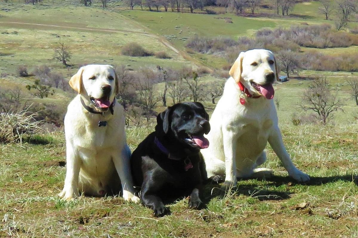 Chocolate English Pups from Multi-Titled Parents breeder image 3