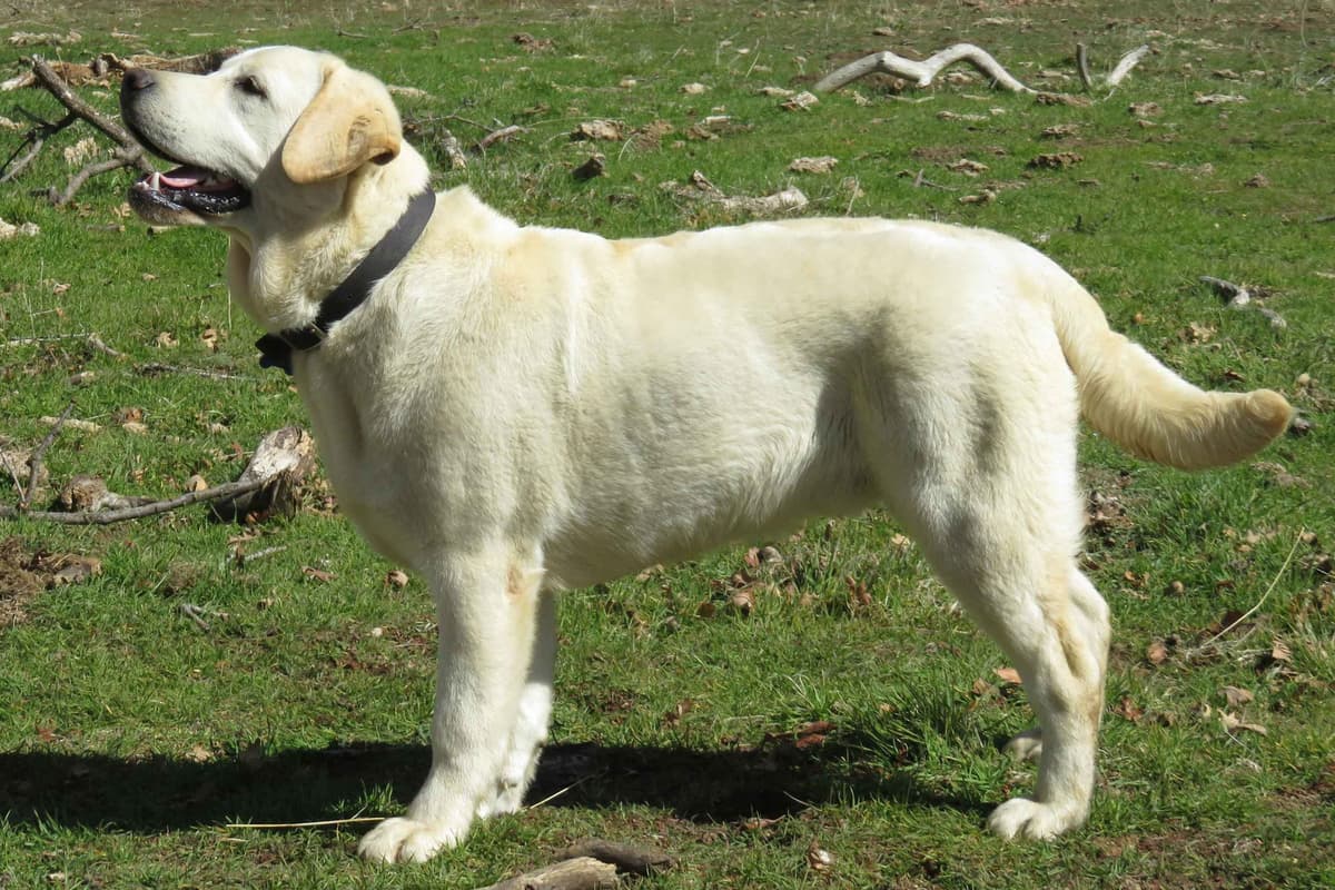 Chocolate English Pups from Multi-Titled Parents breeder image 15