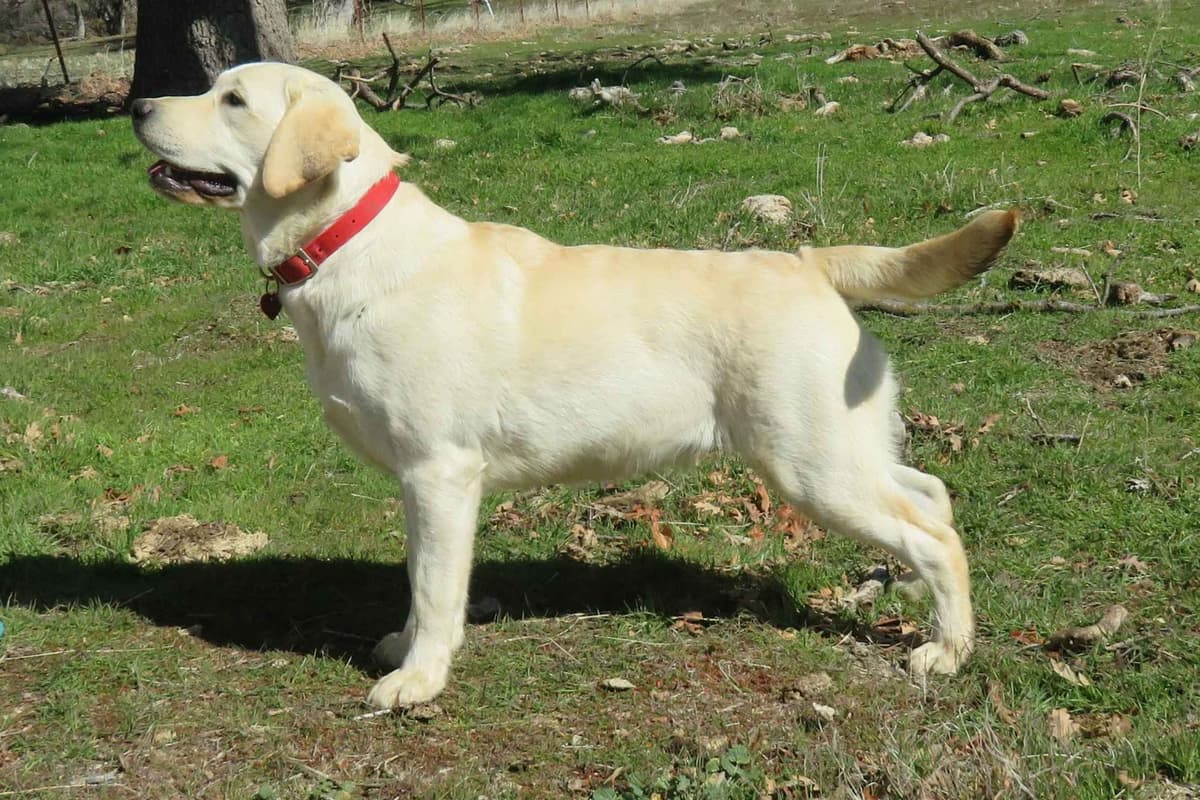 Chocolate English Pups from Multi-Titled Parents breeder image 16