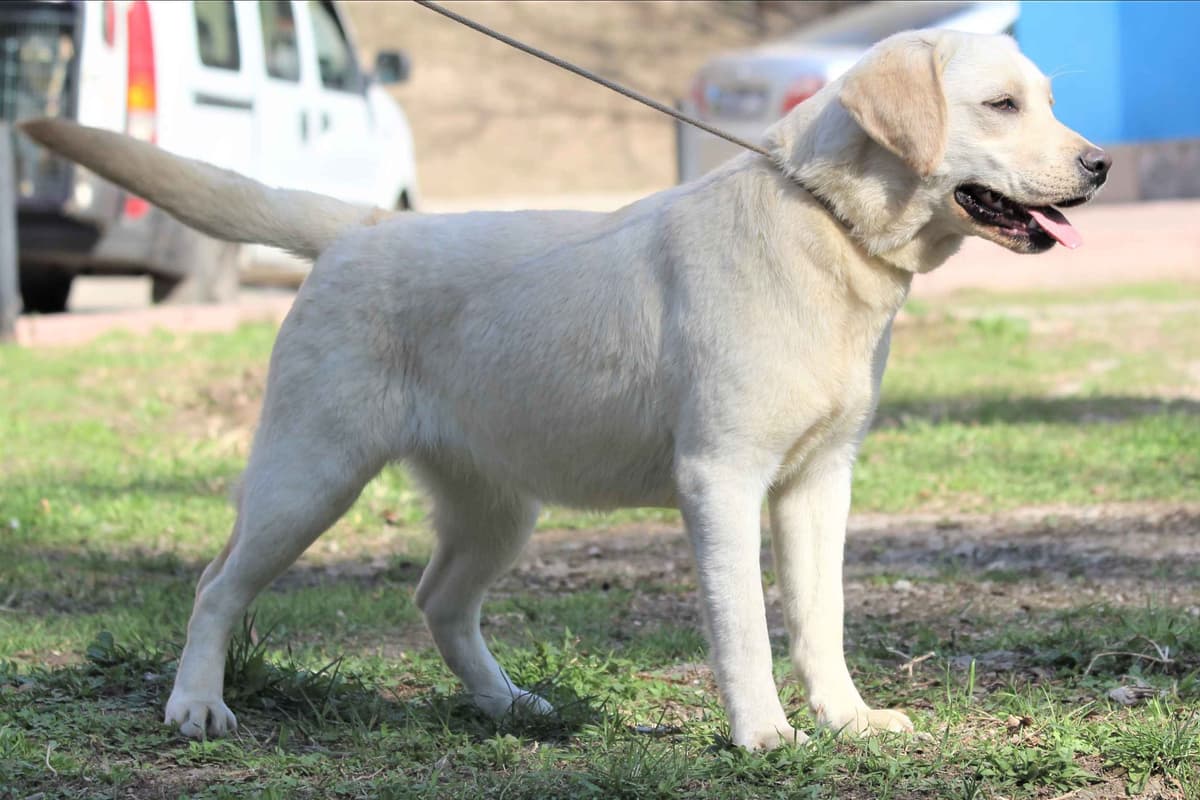 Chocolate English Pups from Multi-Titled Parents breeder image 19