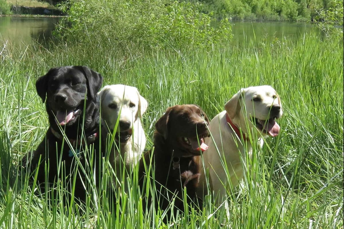 Chocolate English Pups from Multi-Titled Parents breeder image 22