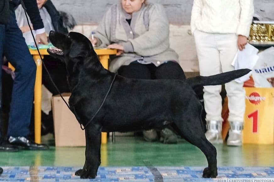 Chocolate English Pups from Multi-Titled Parents breeder image 1