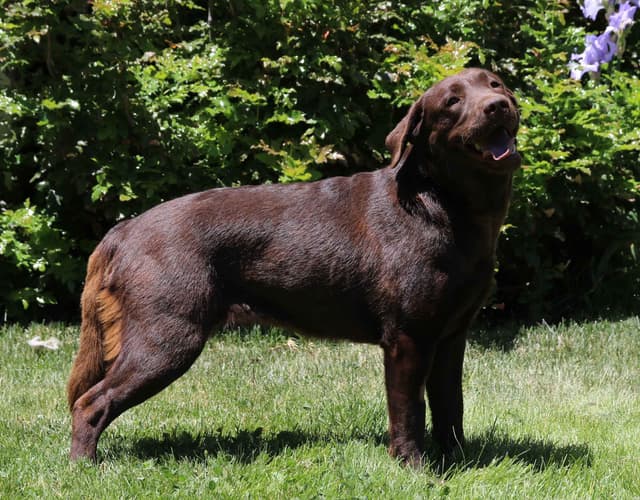 Chocolate English Pups from Multi-Titled Parents media 13