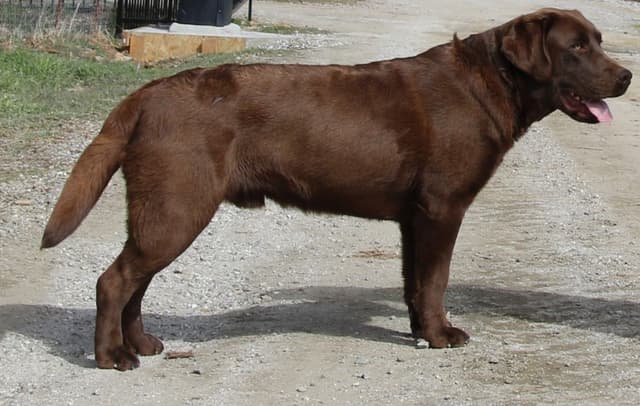 Chocolate English Pups from Multi-Titled Parents media 14