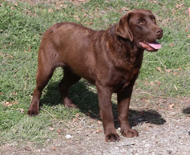 Chocolate English Pups from Multi-Titled Parents media 15