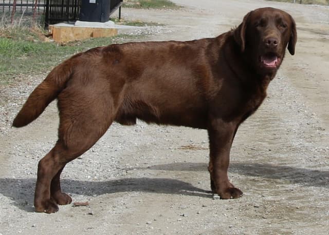 Chocolate English Pups from Multi-Titled Parents media 12