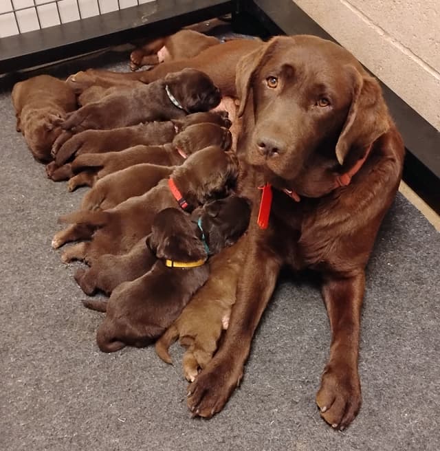 Chocolate English Pups from Multi-Titled Parents media 11