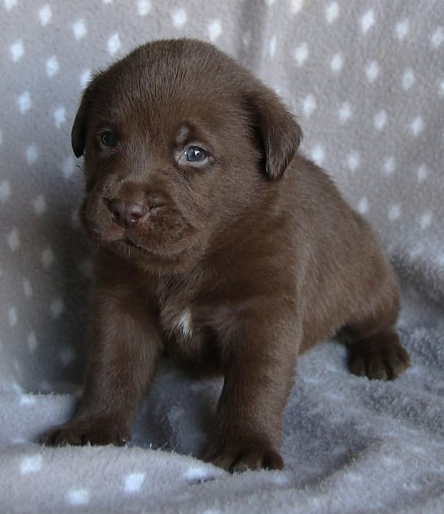 Chocolate English Pups from Multi-Titled Parents media 10