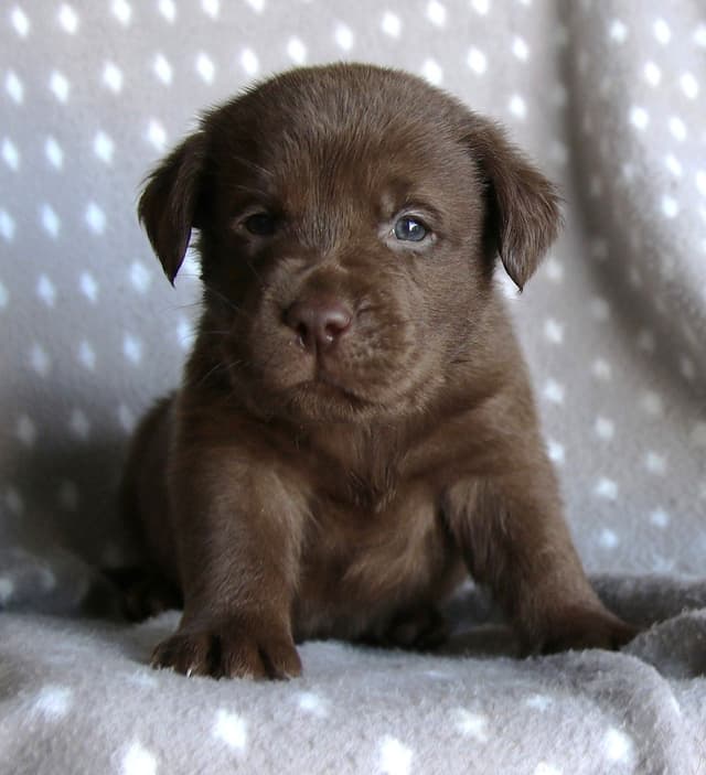 Chocolate English Pups from Multi-Titled Parents media 6