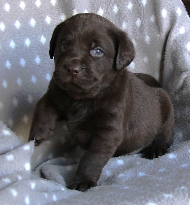 Chocolate English Pups from Multi-Titled Parents media 9