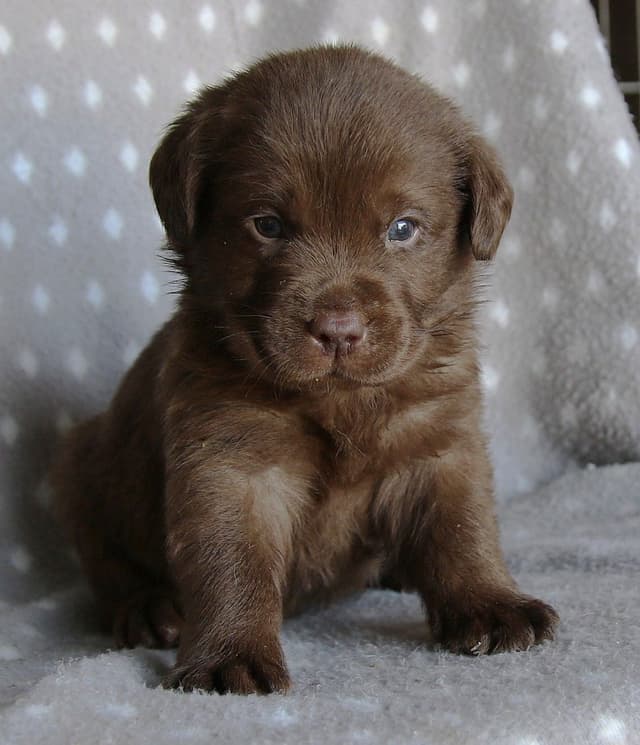 Chocolate English Pups from Multi-Titled Parents media 8