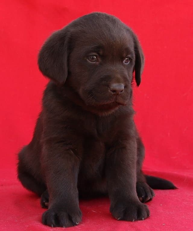 Chocolate English Pups from Multi-Titled Parents media 16