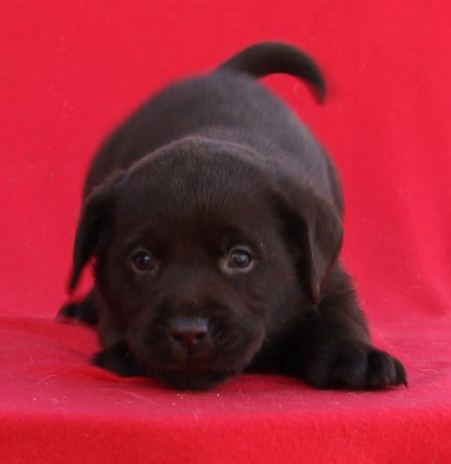 Chocolate English Pups from Multi-Titled Parents media 4