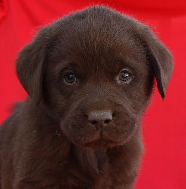 Chocolate English Pups from Multi-Titled Parents media 5