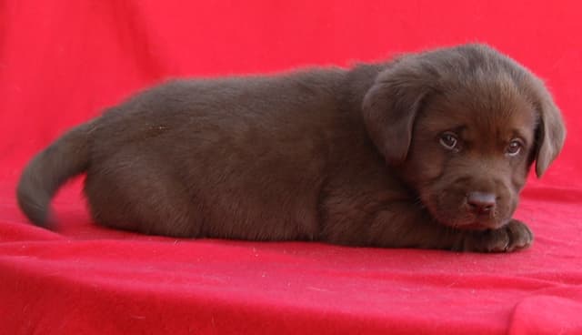 Chocolate English Pups from Multi-Titled Parents media 17