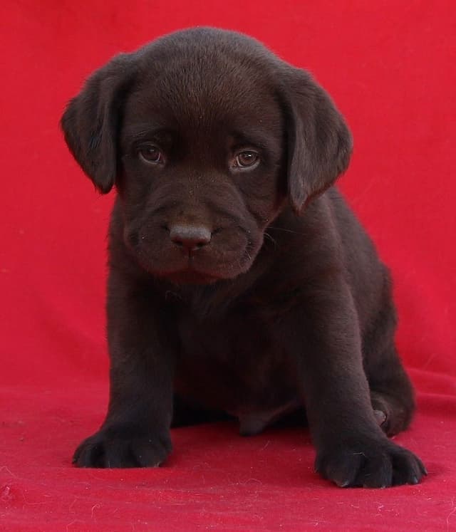 Chocolate English Pups from Multi-Titled Parents media 7