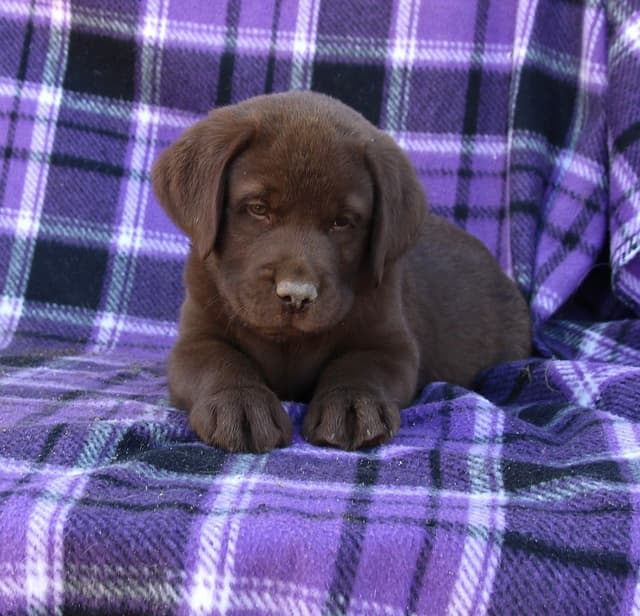 Chocolate English Pups from Multi-Titled Parents media 3