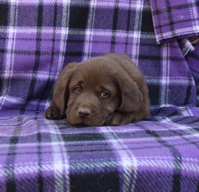 Chocolate English Pups from Multi-Titled Parents media 18
