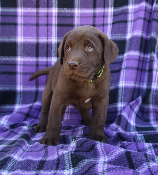 Chocolate English Pups from Multi-Titled Parents media 19