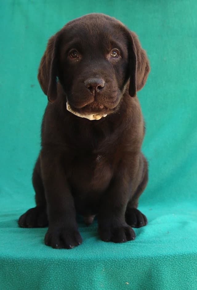 Chocolate English Pups from Multi-Titled Parents media 2