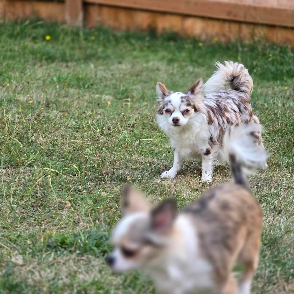 Salem's Finest Chihuahuas - "Piper" Adult, Blue Merle, smooth coat Fem breeder image 3
