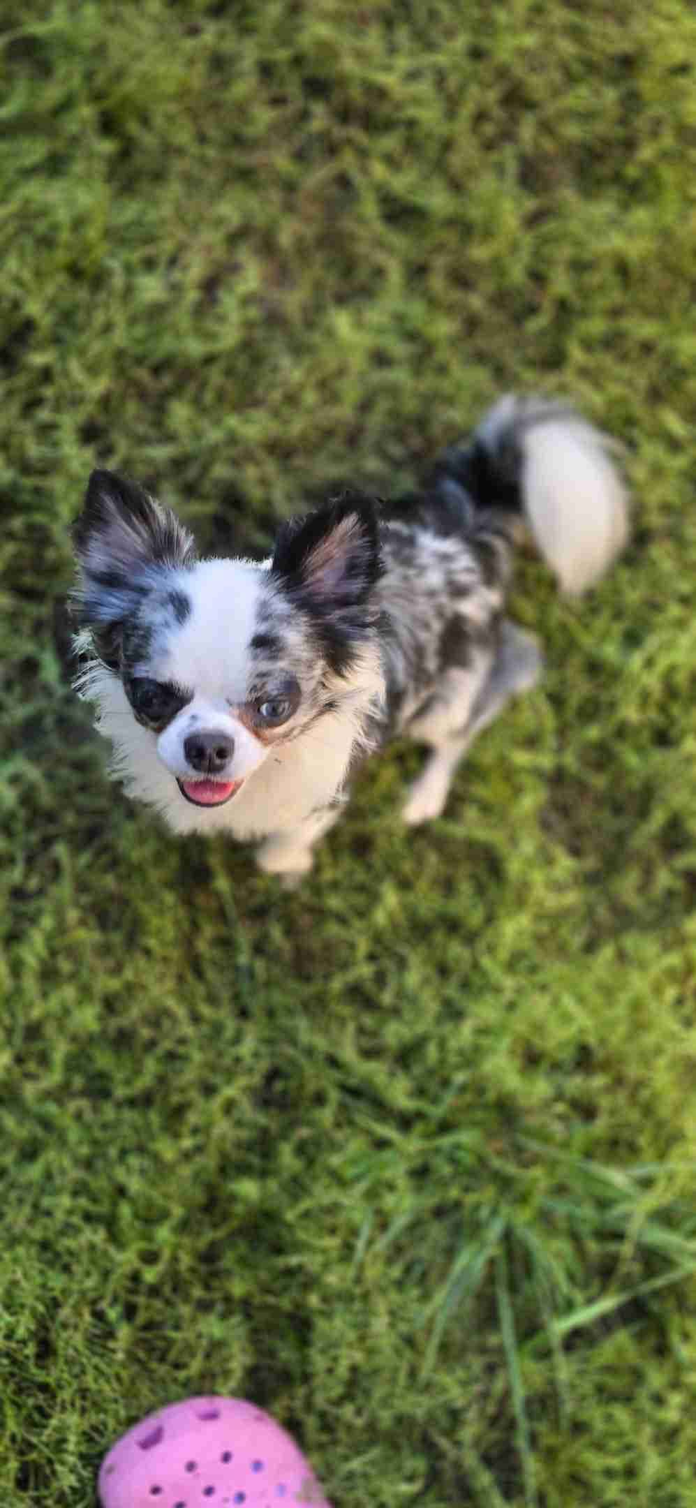 Salem's Finest Chihuahuas - "Piper" Adult, Blue Merle, smooth coat Fem breeder image 5