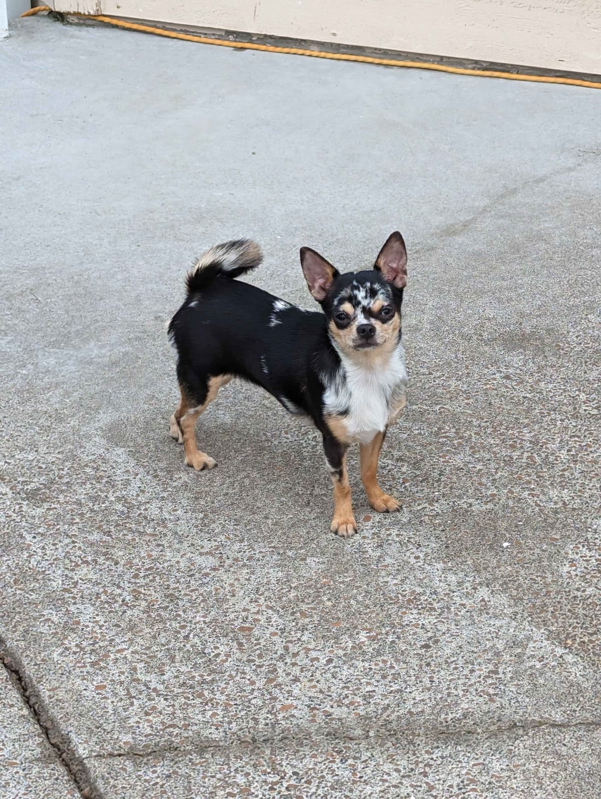 Salem's Finest Chihuahuas - "Piper" Adult, Blue Merle, smooth coat Fem breeder image 6