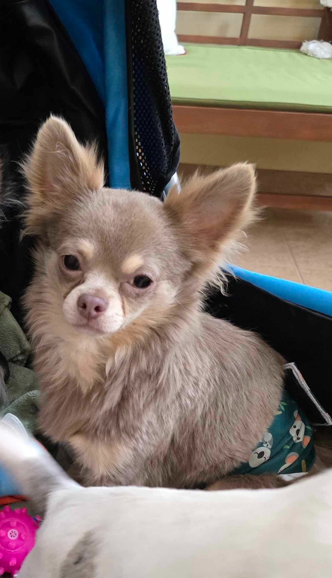 Salem's Finest Chihuahuas - "Piper" Adult, Blue Merle, smooth coat Fem breeder image 8