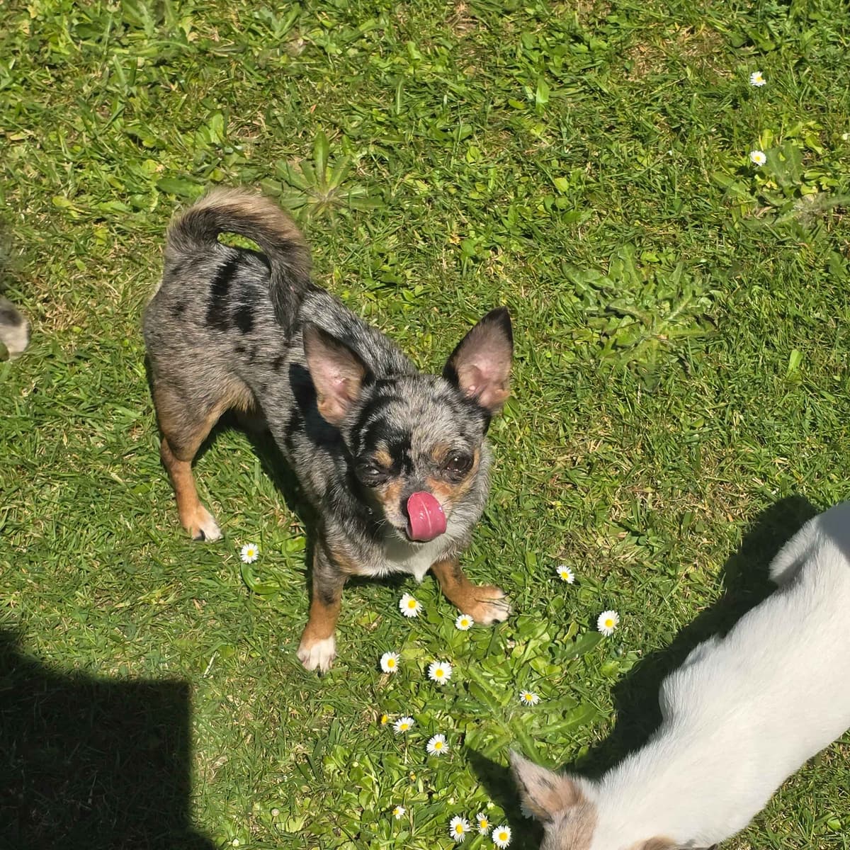 Salem's Finest Chihuahuas - "Piper" Adult, Blue Merle, smooth coat Fem breeder image 9