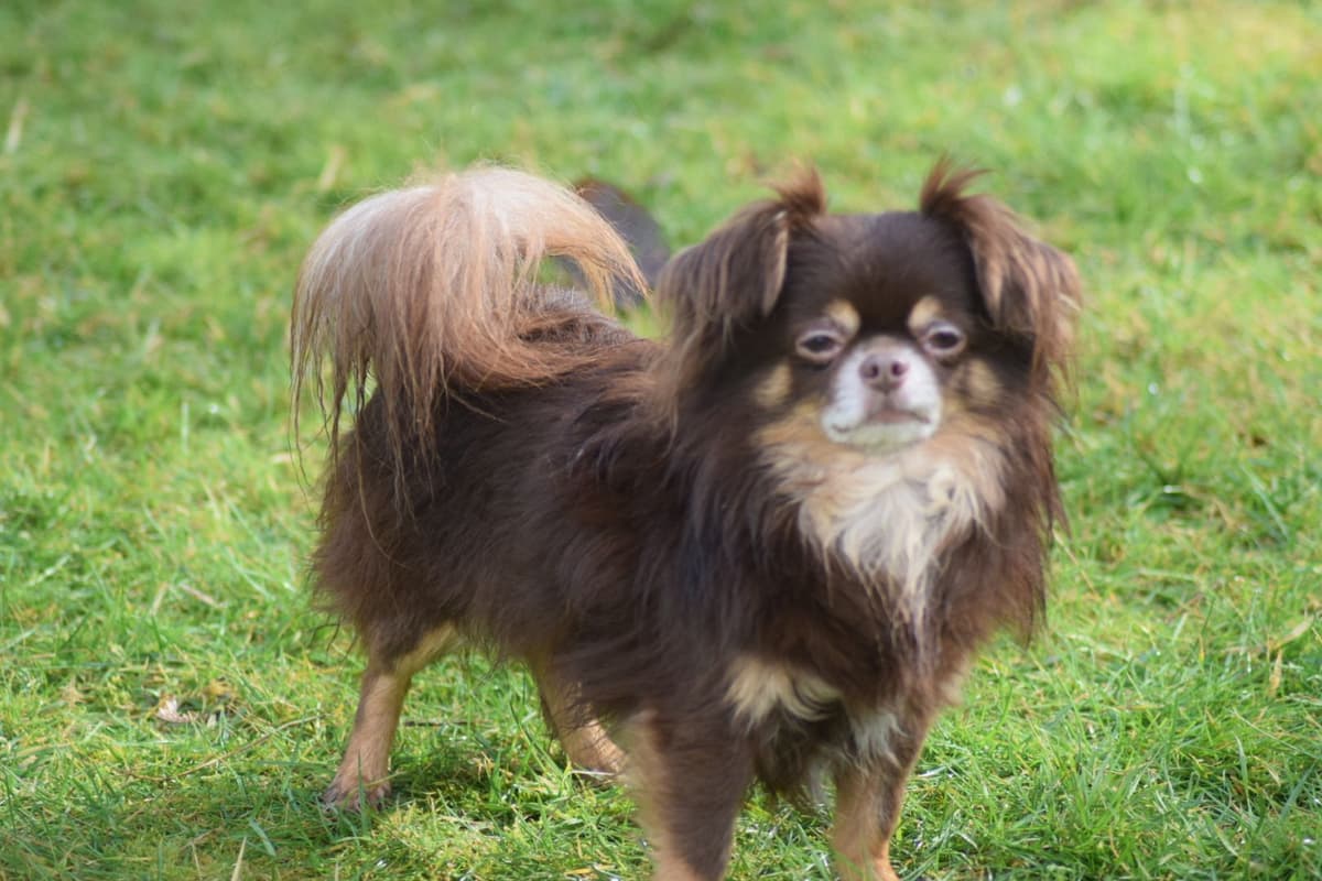 Salem's Finest Chihuahuas - "Piper" Adult, Blue Merle, smooth coat Fem breeder image 10