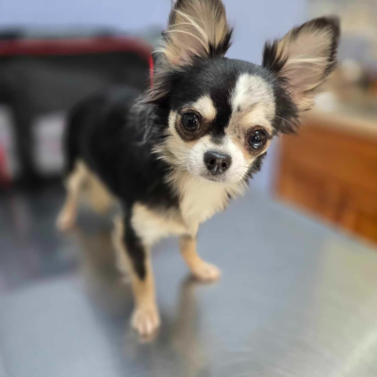 Salem's Finest Chihuahuas - "Piper" Adult, Blue Merle, smooth coat Fem breeder image 11
