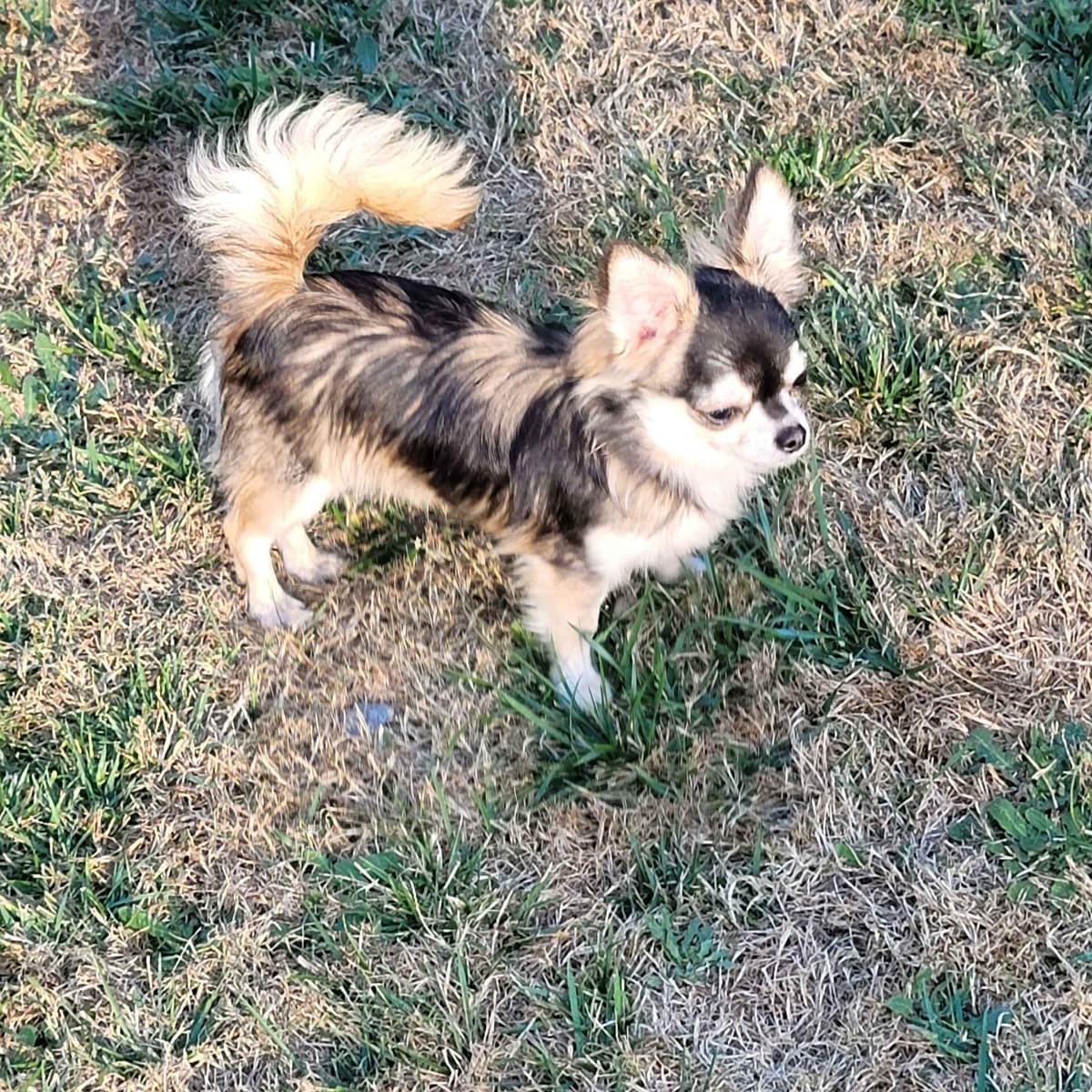Salem's Finest Chihuahuas - "Piper" Adult, Blue Merle, smooth coat Fem breeder image 13