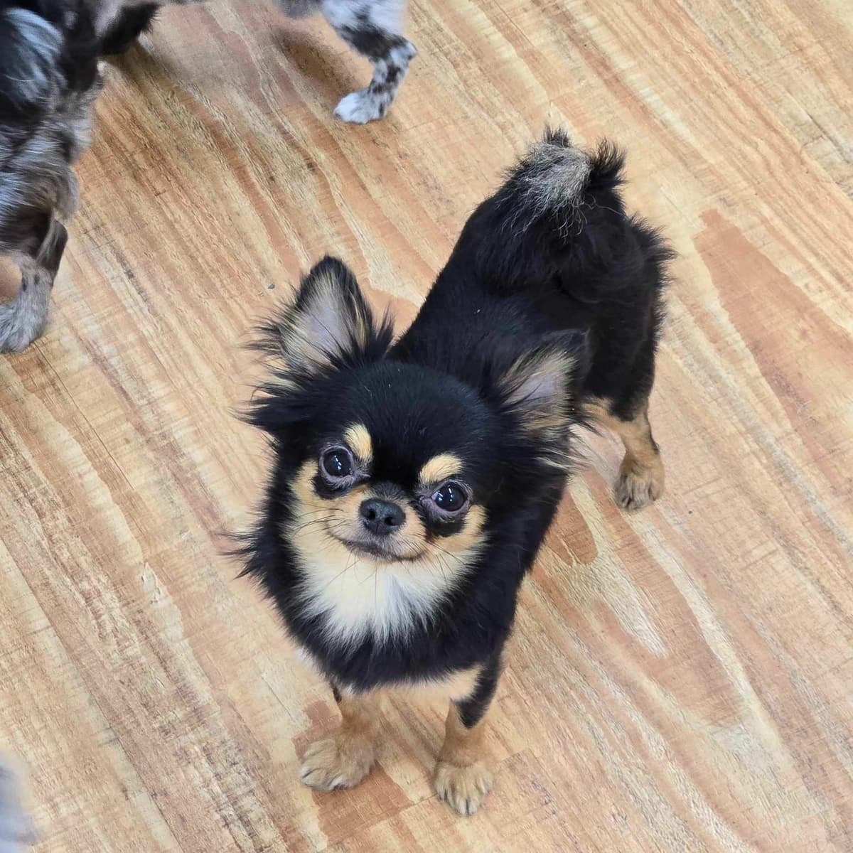 Salem's Finest Chihuahuas - "Piper" Adult, Blue Merle, smooth coat Fem breeder image 14