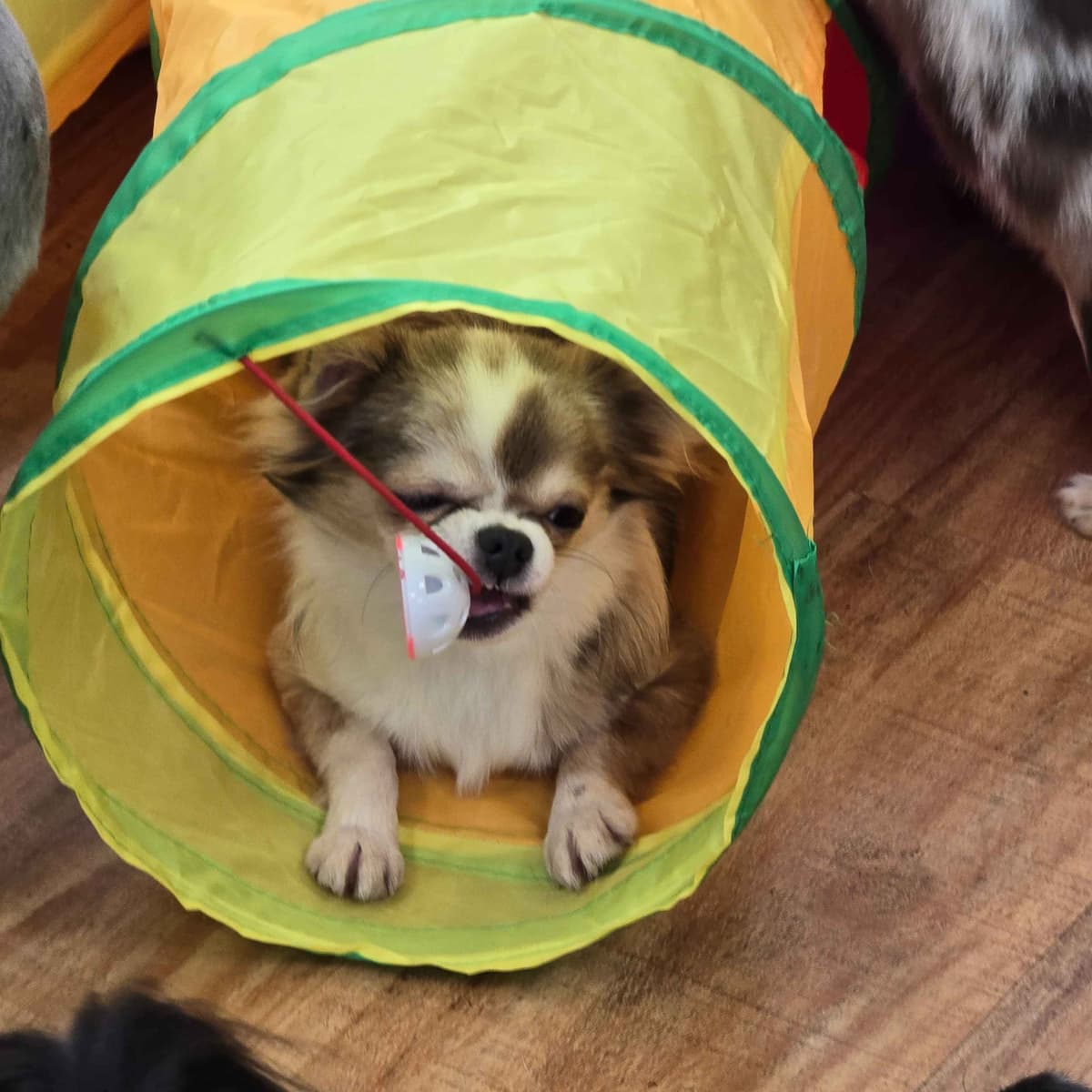 Salem's Finest Chihuahuas - "Piper" Adult, Blue Merle, smooth coat Fem breeder image 15