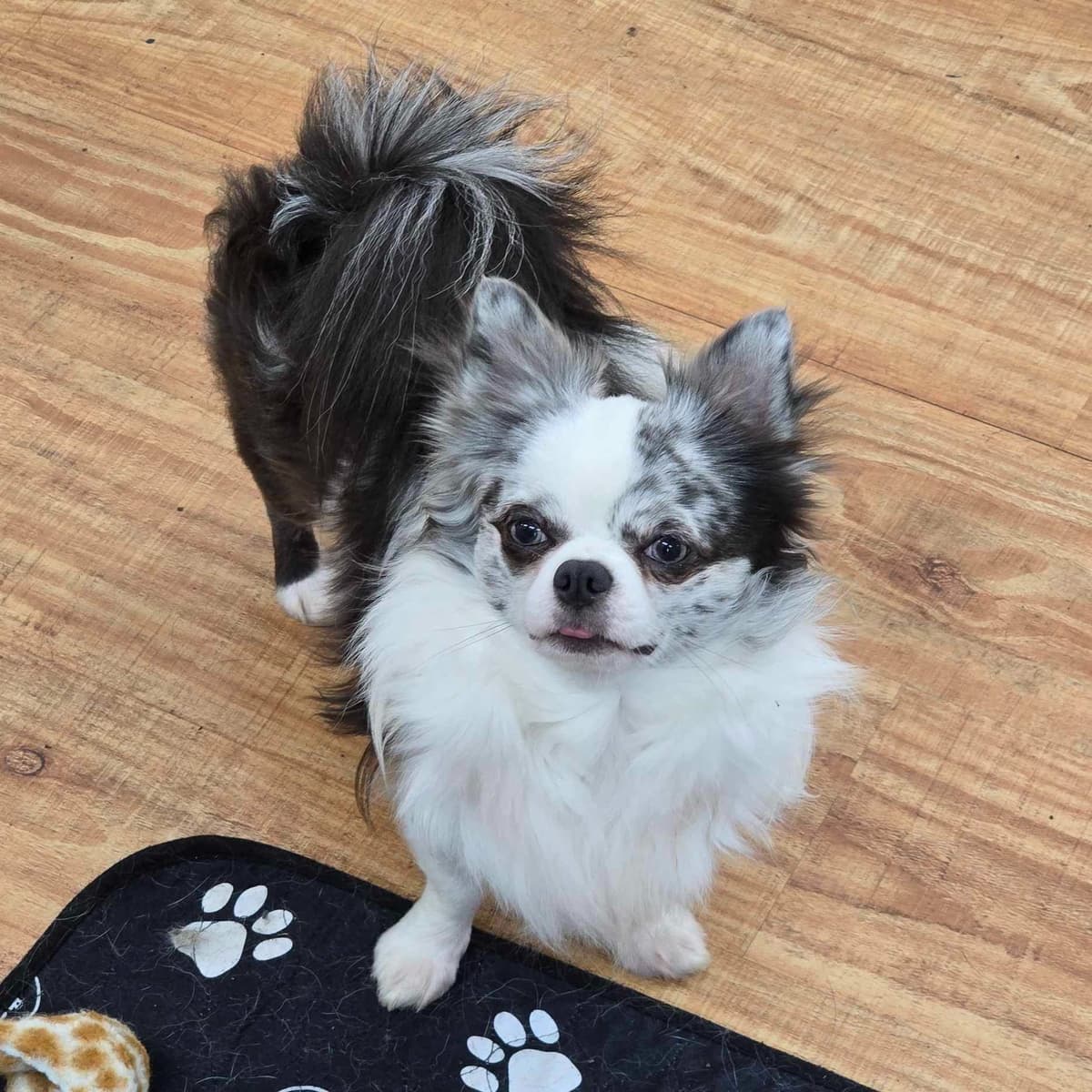 Salem's Finest Chihuahuas - "Piper" Adult, Blue Merle, smooth coat Fem breeder image 16