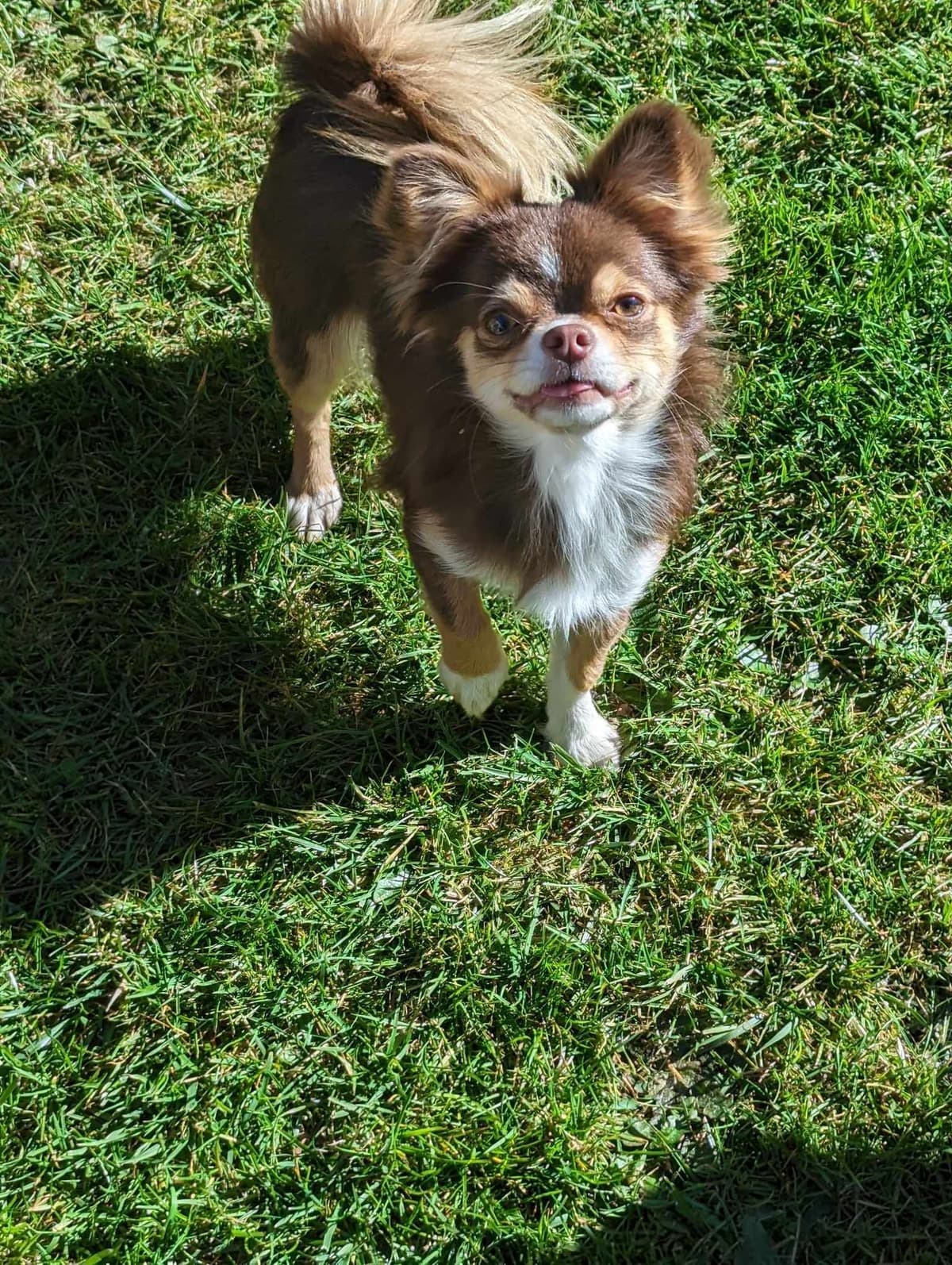 Salem's Finest Chihuahuas - "Piper" Adult, Blue Merle, smooth coat Fem breeder image 17