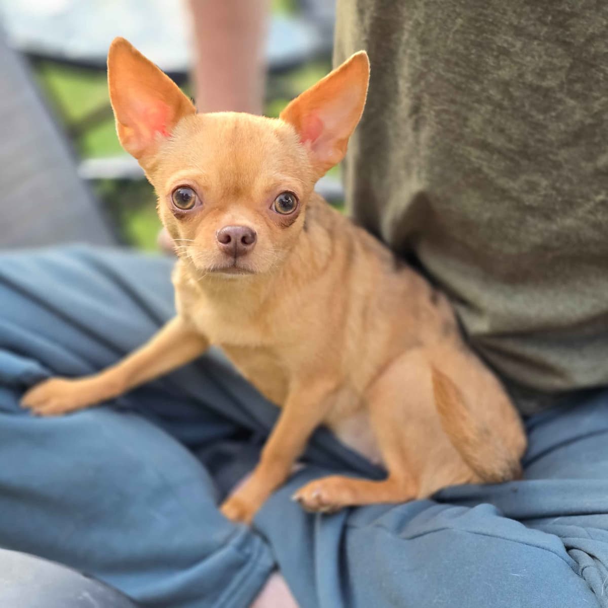 Salem's Finest Chihuahuas - "Piper" Adult, Blue Merle, smooth coat Fem breeder image 18