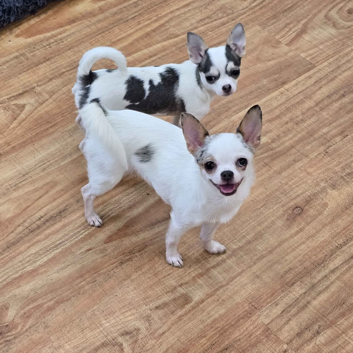 Salem's Finest Chihuahuas - "Piper" Adult, Blue Merle, smooth coat Fem breeder image 21