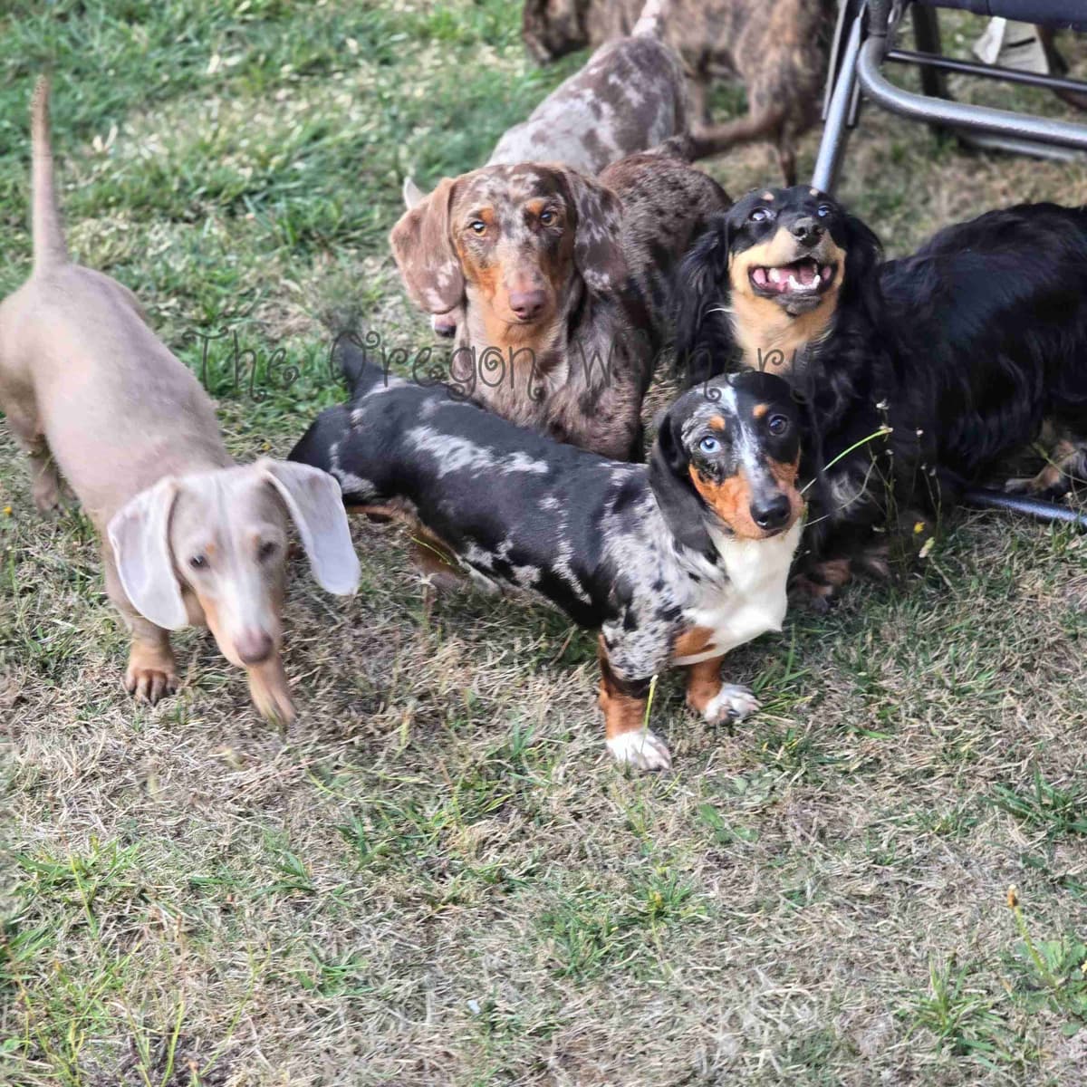 Salem's Finest Chihuahuas - "Piper" Adult, Blue Merle, smooth coat Fem breeder image 25