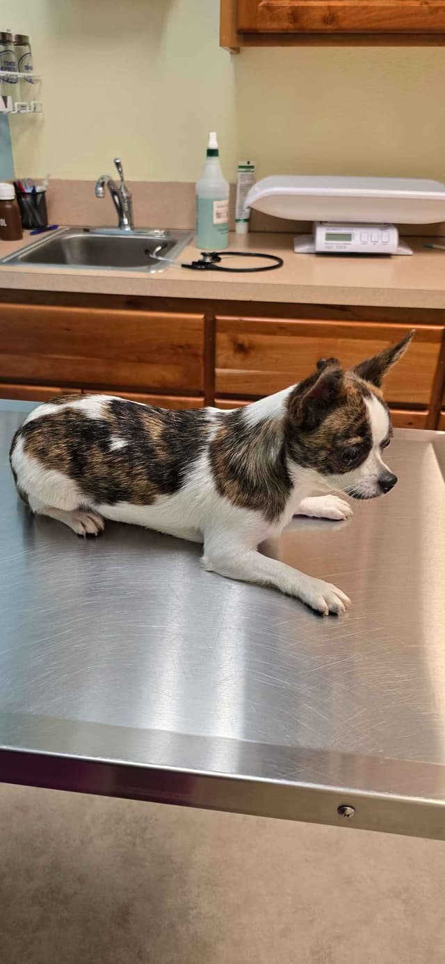 Salem's Finest "Mastaciya" Adult spayed female, smooth coat media 5