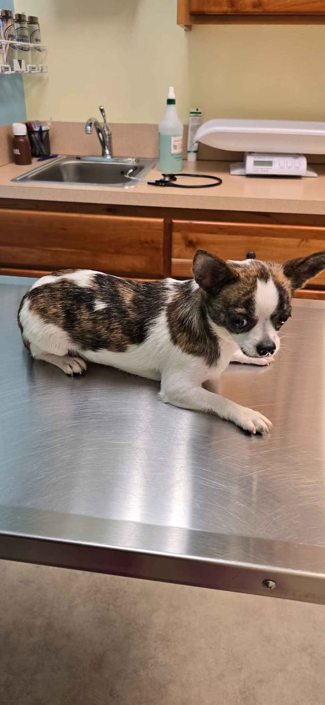 Salem's Finest "Mastaciya" Adult spayed female, smooth coat media 7