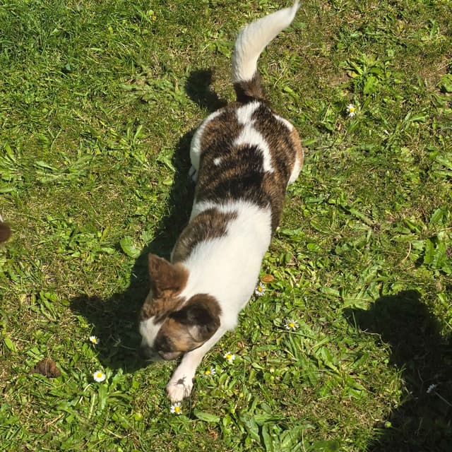 Salem's Finest "Mastaciya" Adult spayed female, smooth coat media 9