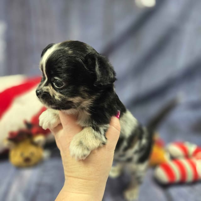 Salem's Finest Chihuahuas - "Cornelius" Black Merle, long coat male media 4
